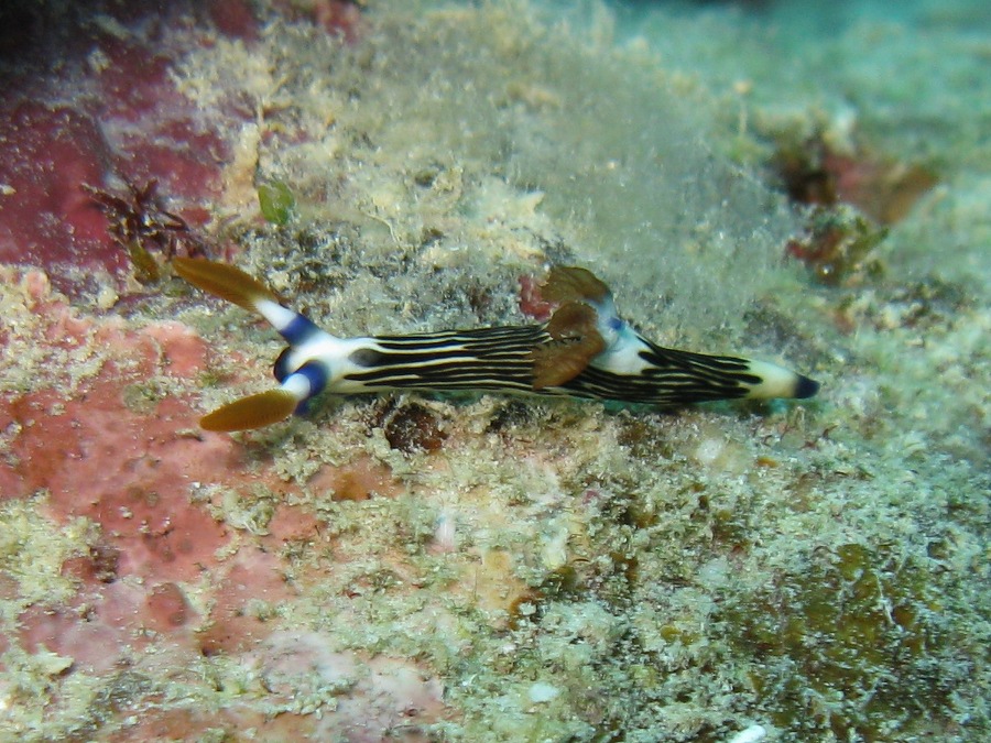 Dive Photos/2009-07 Great Barrier Reef/img_0975.jpg